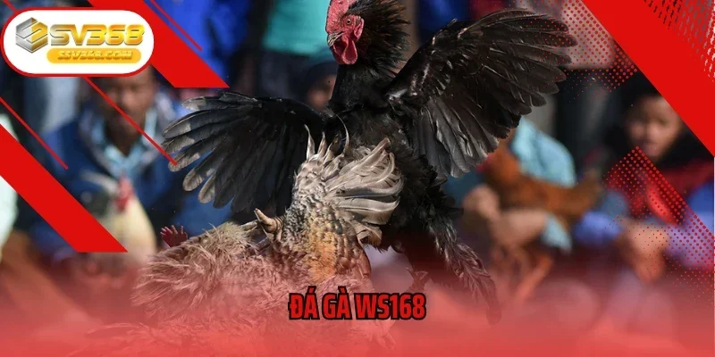 Đá Gà WS168 – Trận Đấu Nảy Lửa, Cược Thưởng Hấp Dẫn