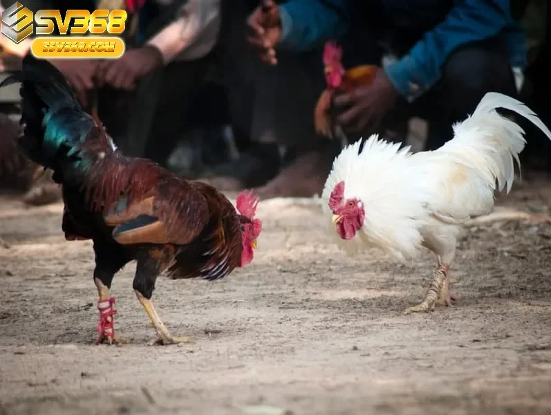 Sân Chơi Đá Gà Peru Sv368